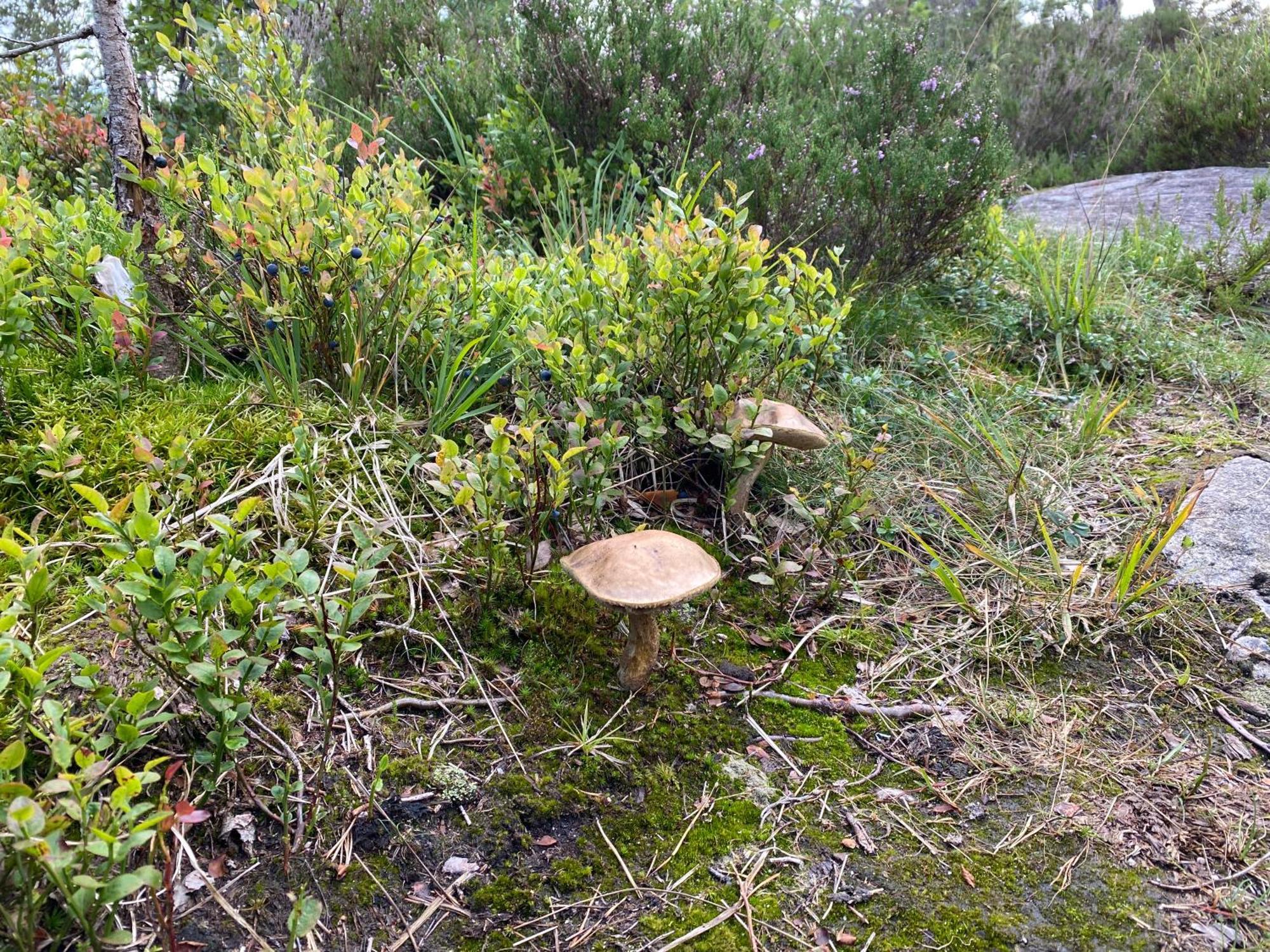 Hygge Pa Fjellet Øyuvstad Exterior foto
